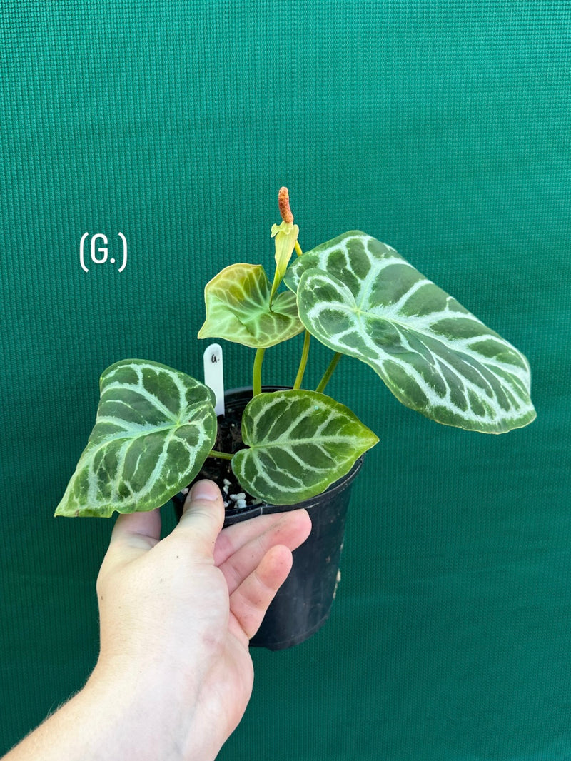 Anthurium crystallinum hybrid NEW