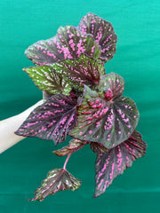 Begonia ‘Hot Pink Spotty’ NEW