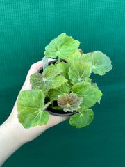 Begonia ‘Chieftan Lad' NEW