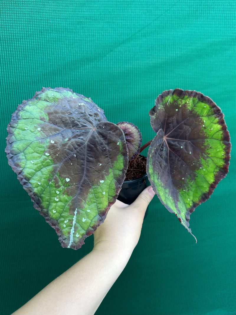 Begonia ‘Ace of Spades’