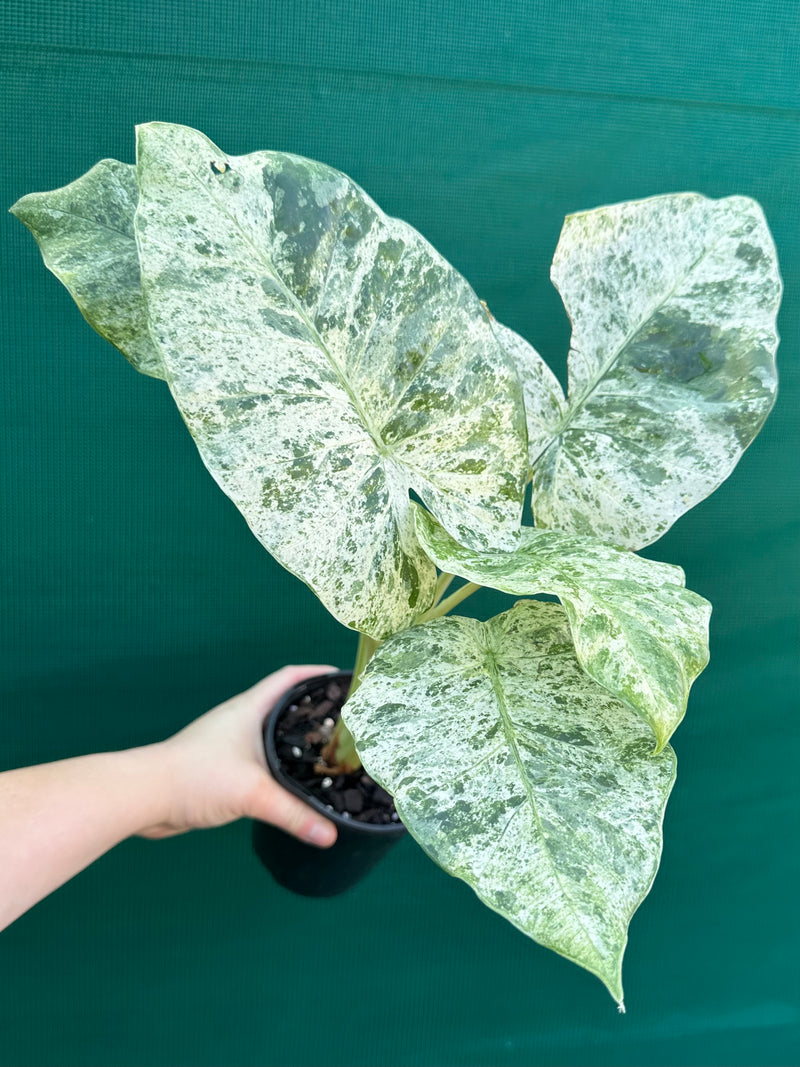 Alocasia odora batik ‘Splash’