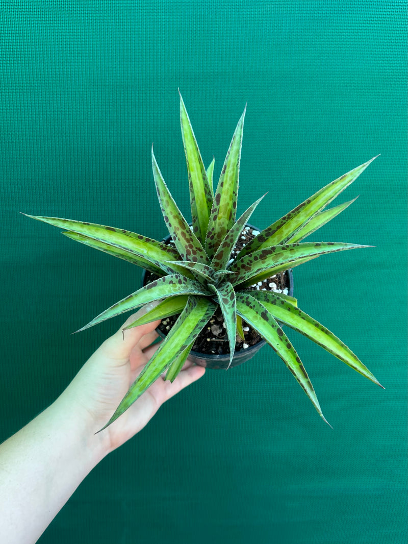 Agave ‘Summer Splice’ NEW