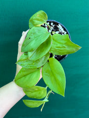 Schindapsus Treubii Moonlight