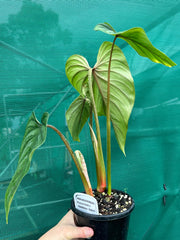 Philodendron Plowmanii ‘Narrow Form’ NEW