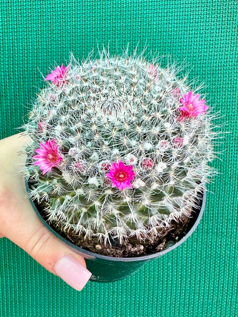 Mammillaria NEW