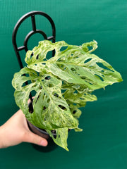 Monstera adansonii (Mottled Variegation) NEW