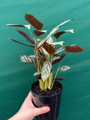 Ctnenanthe oppenheimiana