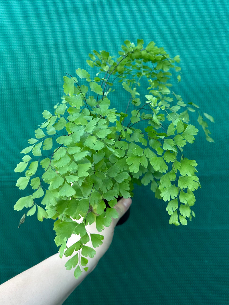 Adiantum unknown 1