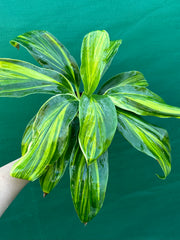 Cordyline fruticosa ‘Tropic Frost’ NEW