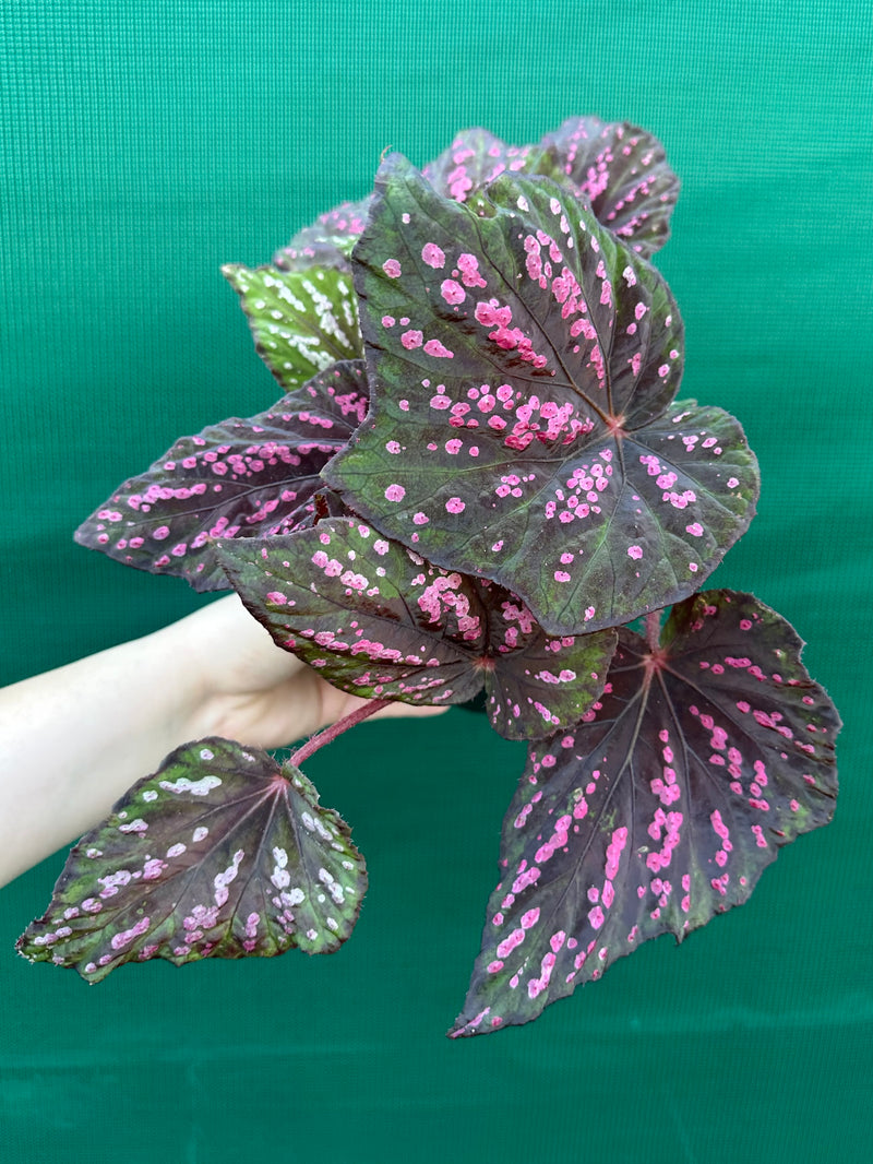 Begonia ‘Hot Pink Spotty’ NEW