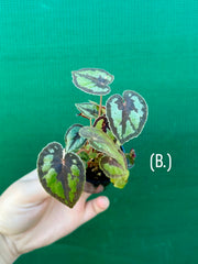 Begonia Dinhdui