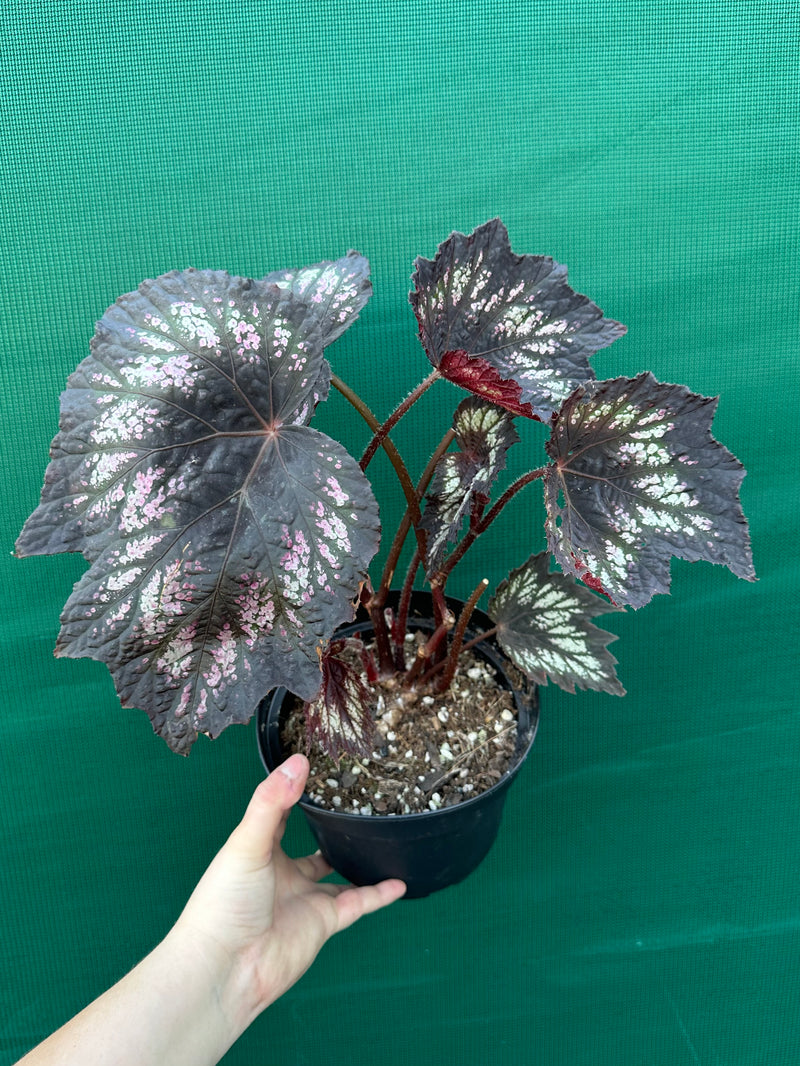 Begonia NOID 2