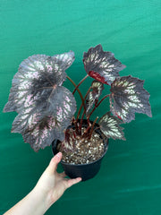 Begonia NOID 2