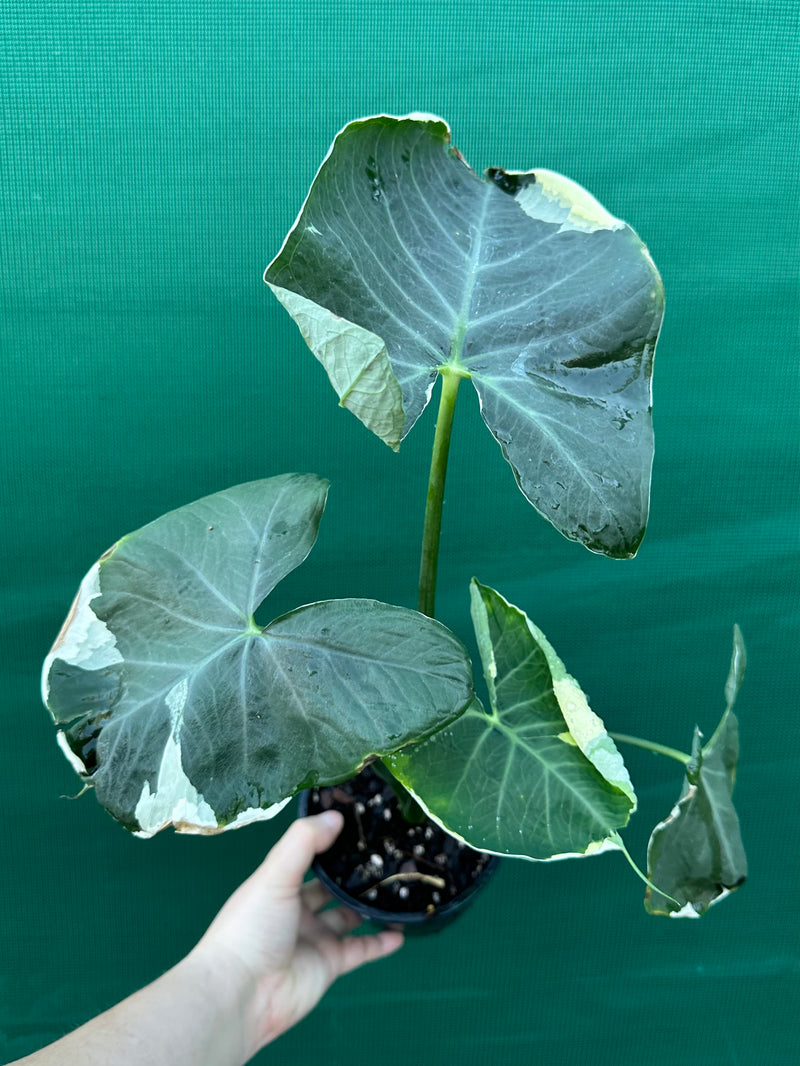 Xanthosoma ’Mickey Mouse’ NEW