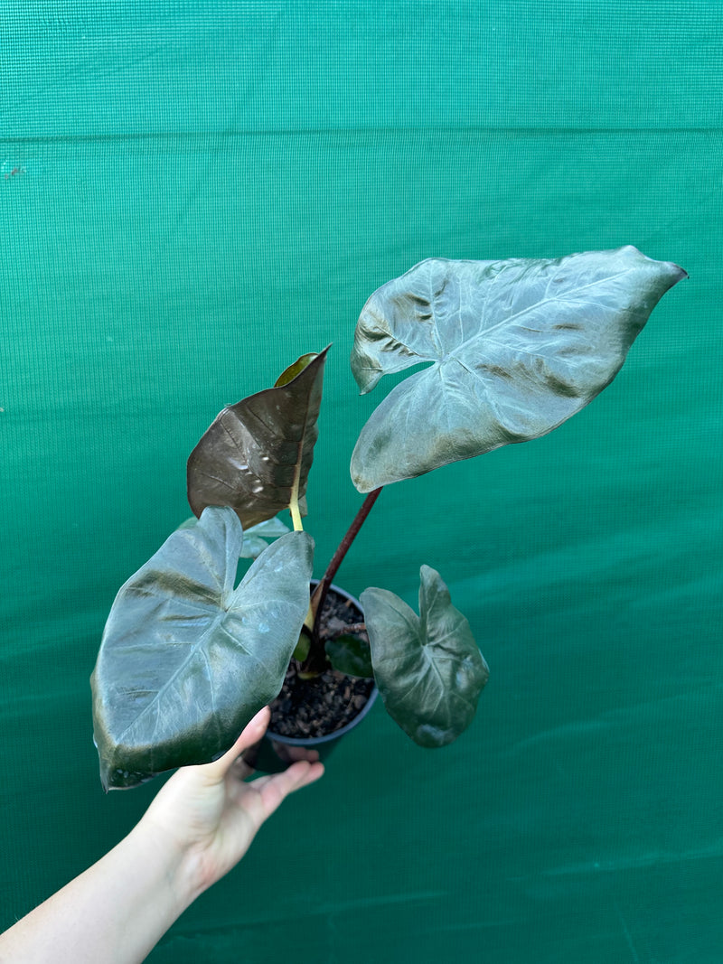 Alocasia ‘Yucatan Princess’