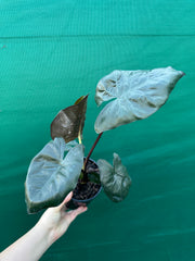 Alocasia ‘Yucatan Princess’