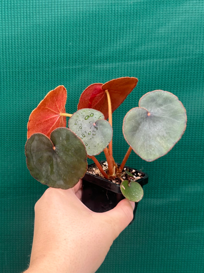 Begonia Lyman-Smithii