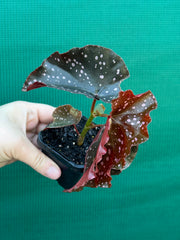 Begonia NOID 40 NEW