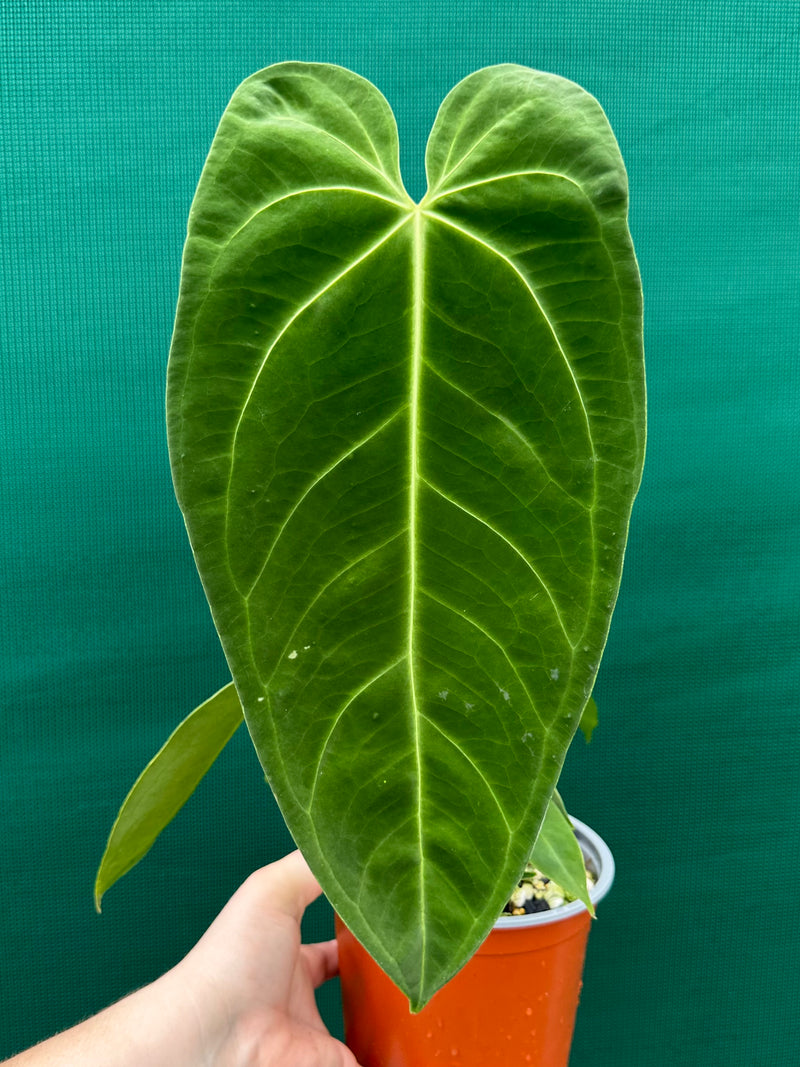 Anthurium warocqueanum x sp. nutibars NEW