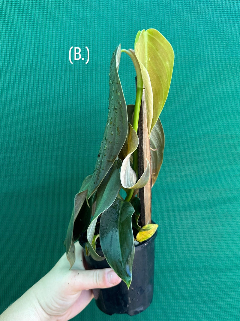 Philodendron ‘Gigas’