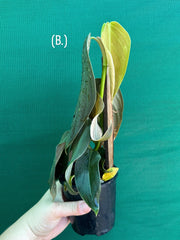 Philodendron ‘Gigas’