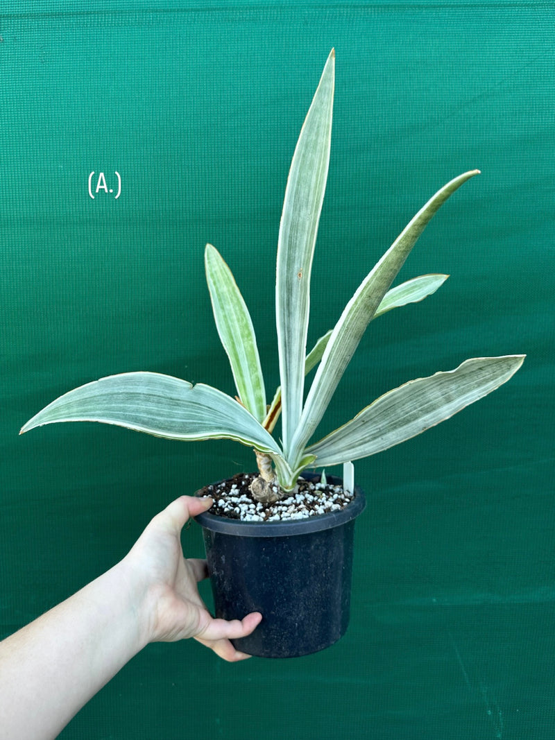 Sansevieria ‘Siam Silver’ NEW