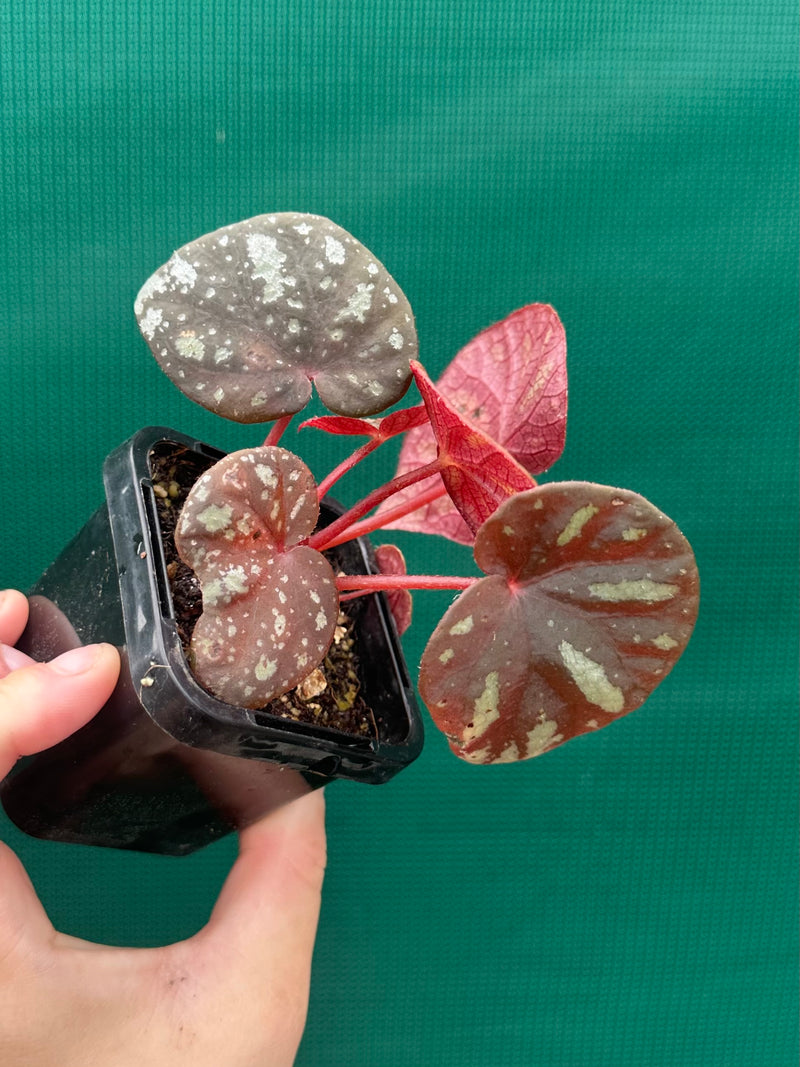 Begonia balansana