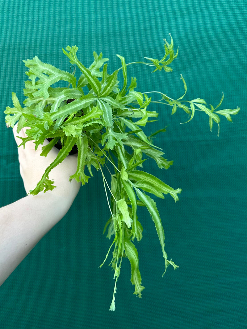 Pteris Fern Unknown 4