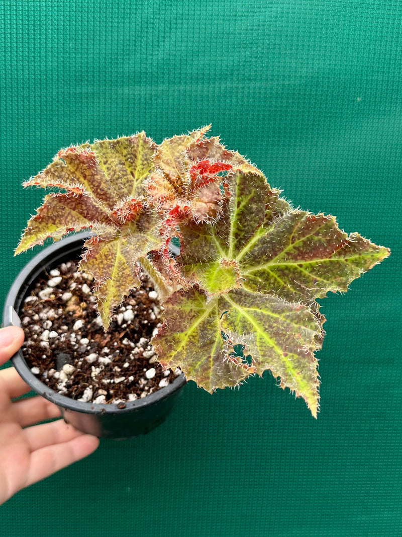 Begonia ‘Amber Lake’