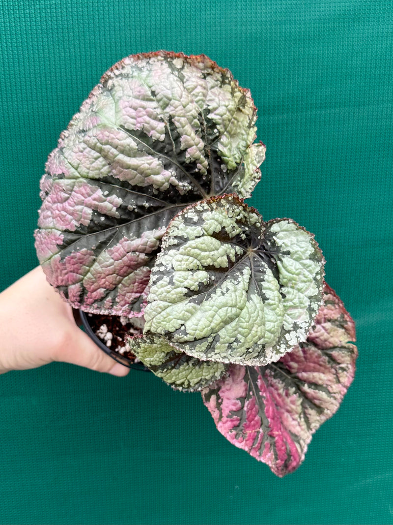 Begonia ‘Logan Beauty’