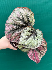 Begonia ‘Logan Beauty’