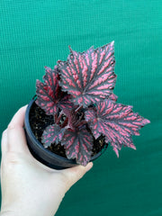 Begonia ‘Bewitch Red Black’ NEW