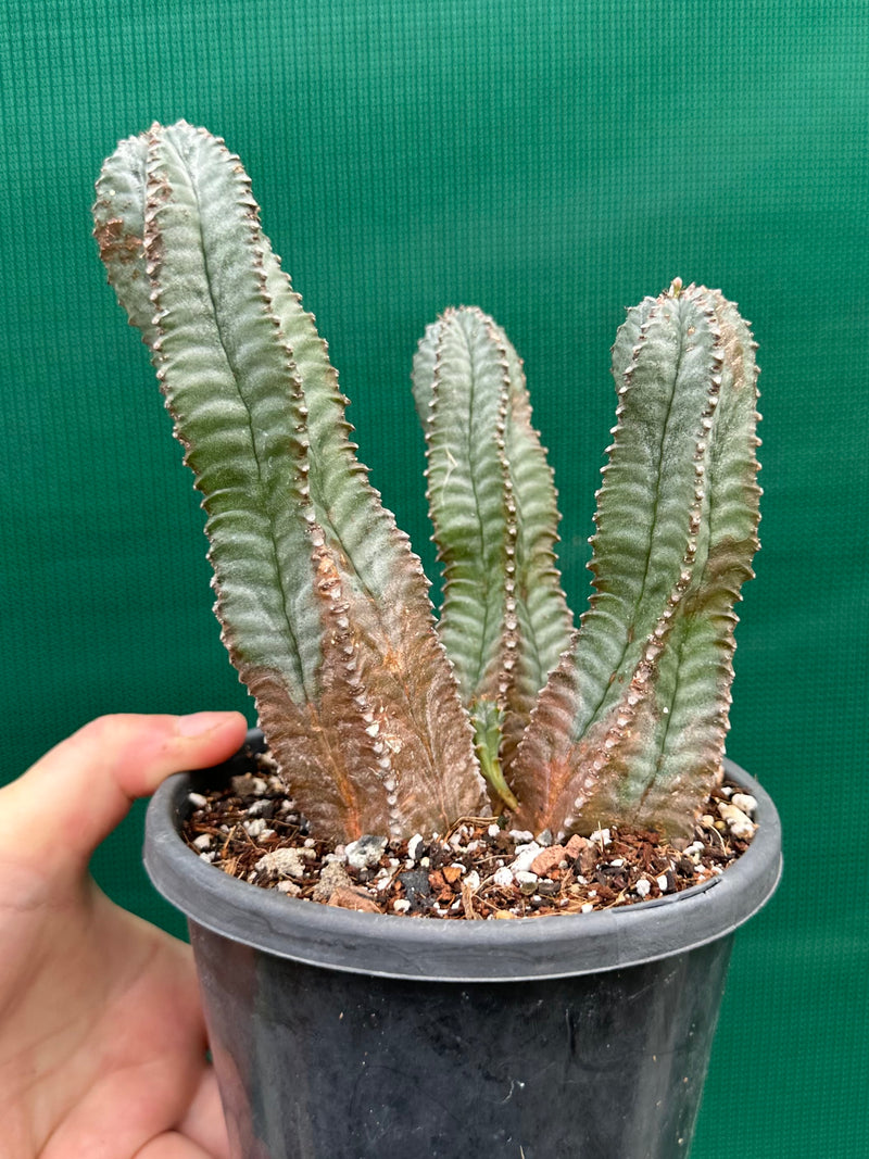Euphorbia Horrida Hybrid NEW