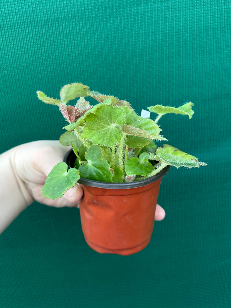 Begonia ‘Chieftan Lad' NEW