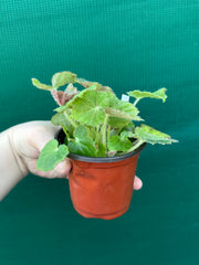 Begonia ‘Chieftan Lad' NEW