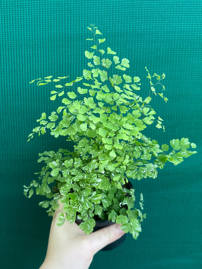 Adiantum ‘Maidenhair Fern Variegated’ NEW