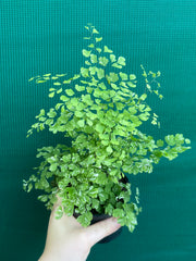 Adiantum ‘Maidenhair Fern Variegated’ NEW