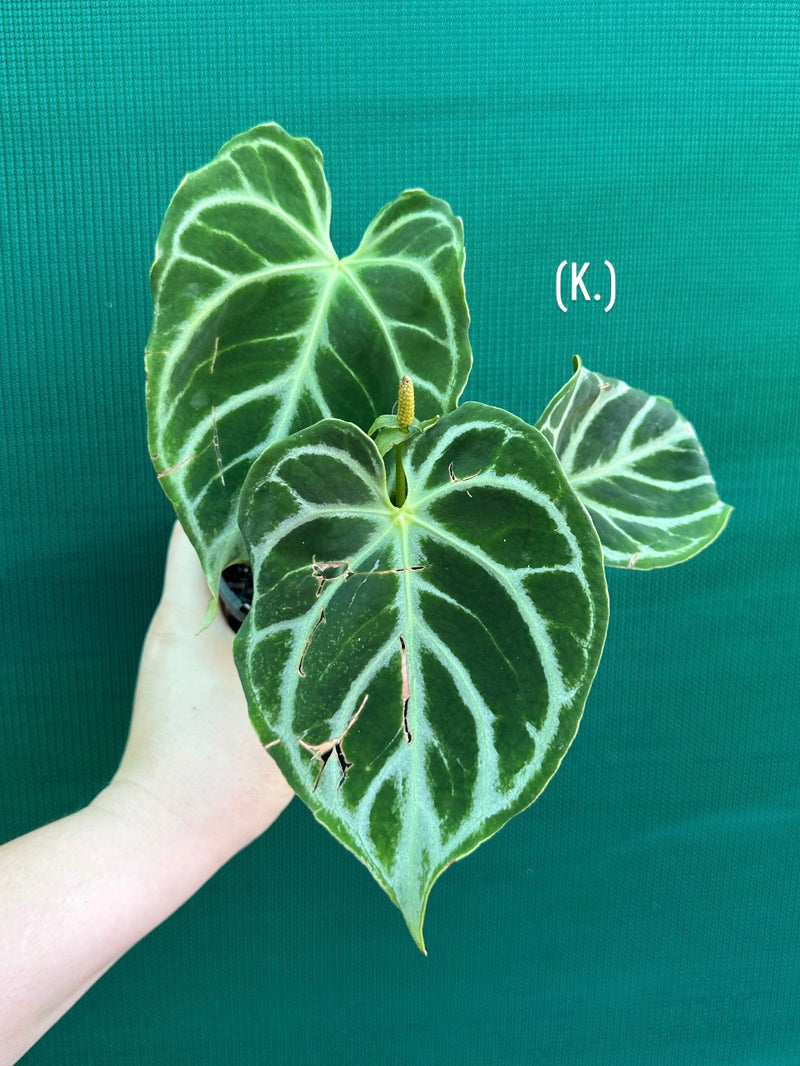 Anthurium crystallinum hybrid NEW