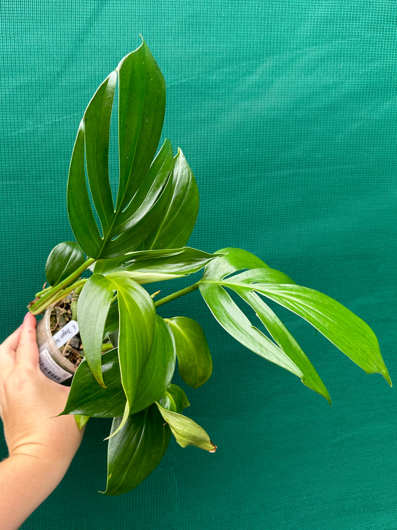 Epipremnum ‘Dragons Tail’