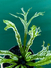 Asplenium Nidus variegata