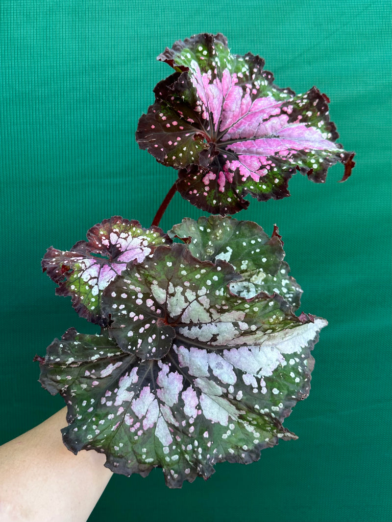 Begonia ‘Wild Fire’