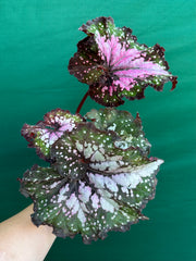 Begonia ‘Wild Fire’