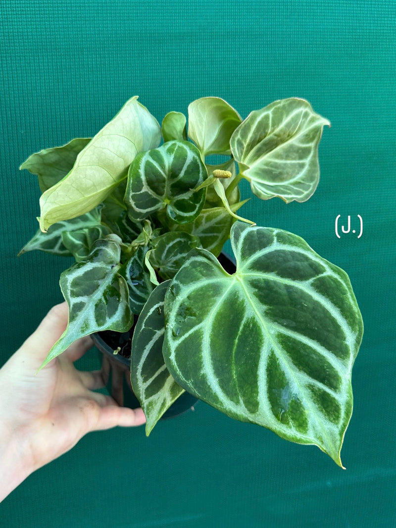 Anthurium crystallinum hybrid NEW