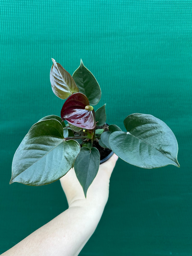 Anthurium NOID 5