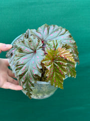 Begonia serratipetala NEW