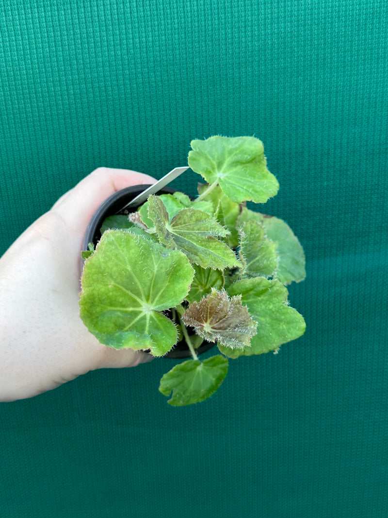 Begonia ‘Chieftan Lad' NEW