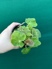 Begonia ‘Chieftan Lad' NEW
