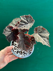 Begonia ‘Shilo’
