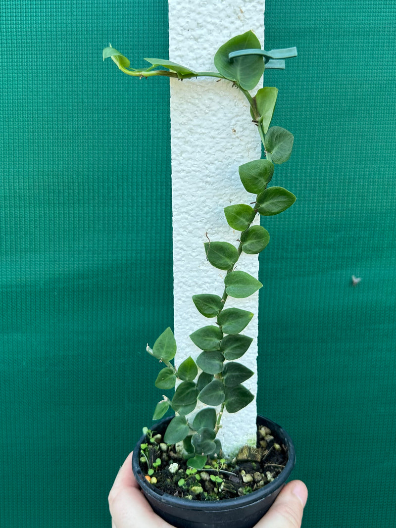 Rhaphidophora Hayi