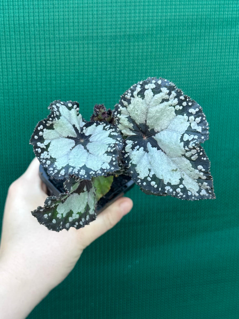 Begonia ‘Dolce Vita’ NEW
